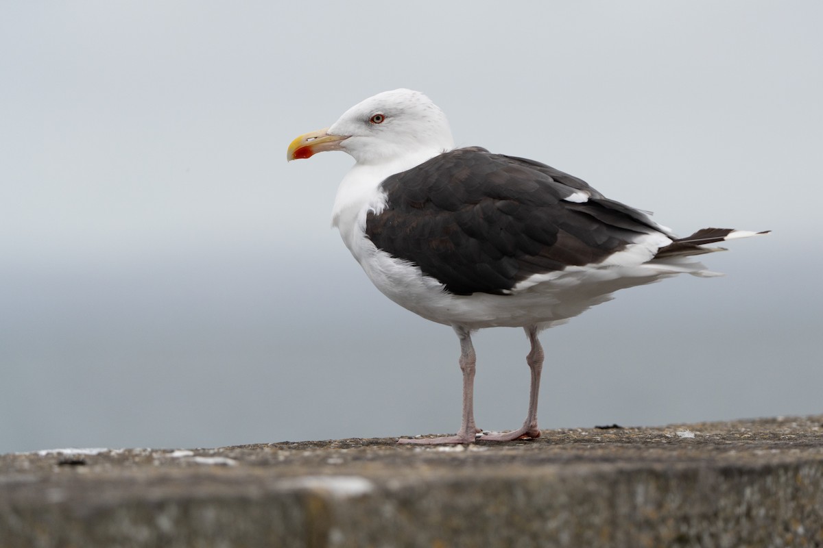 Great Black-backed Gull - ML642128500