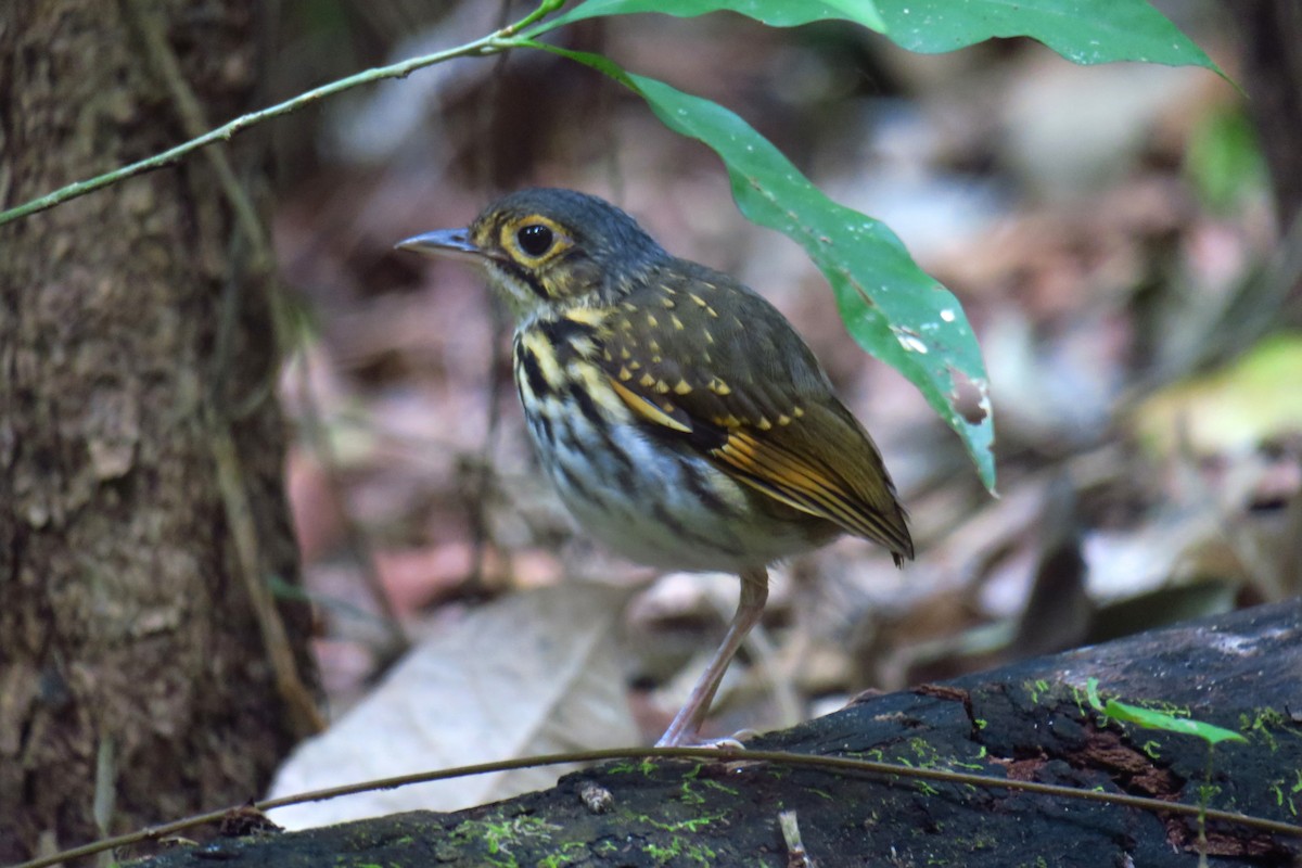Grallaire à lunettes - ML642128508