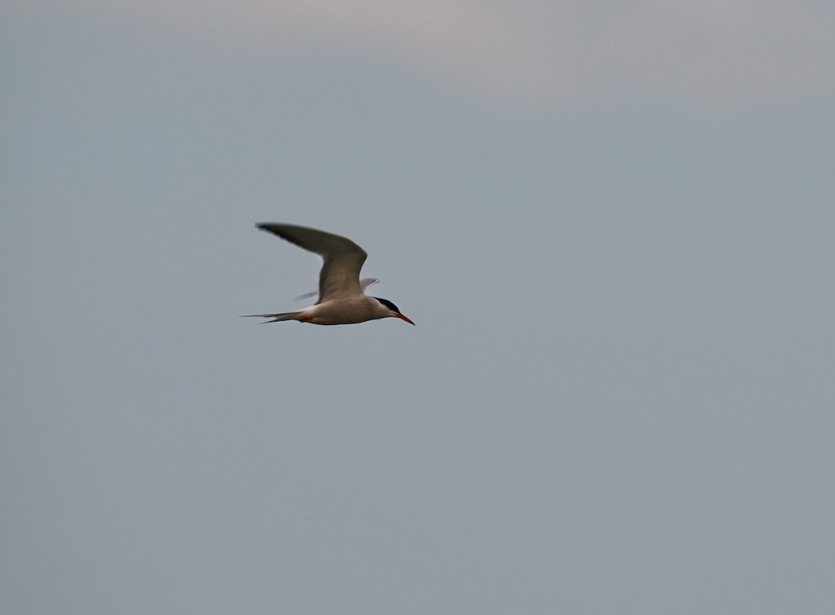 Common Tern - ML642128514