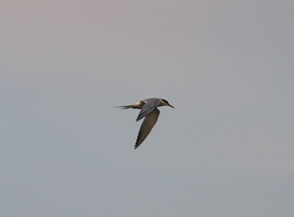 Common Tern - ML642128515