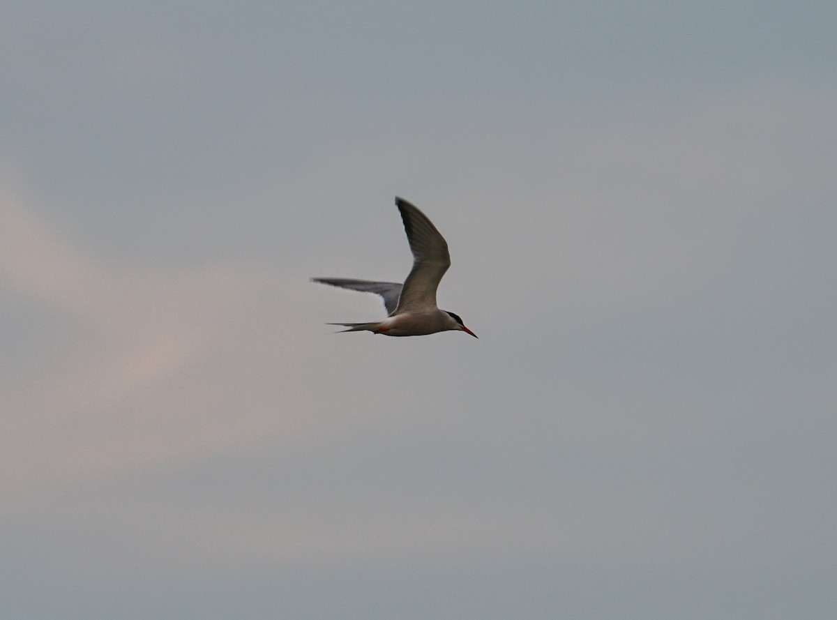 Common Tern - ML642128516