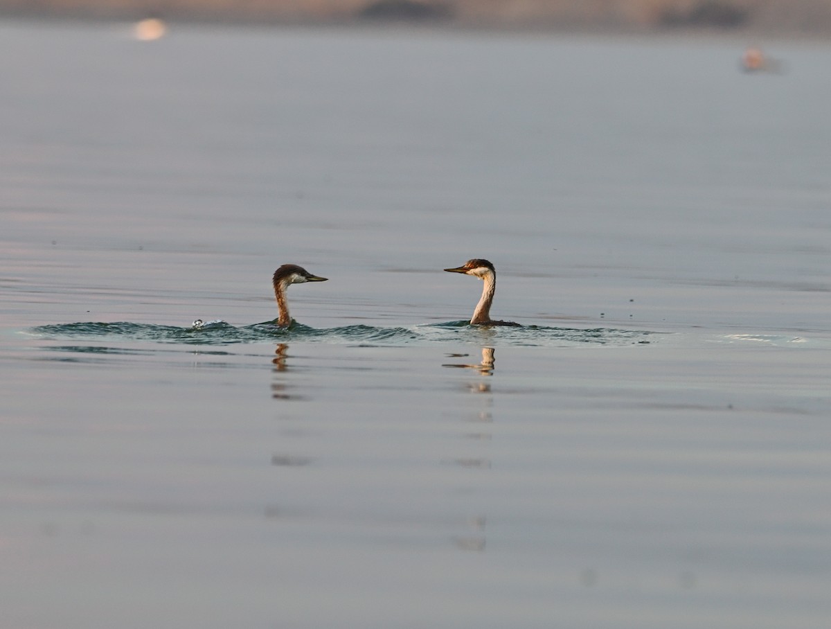Western Grebe - ML642128527