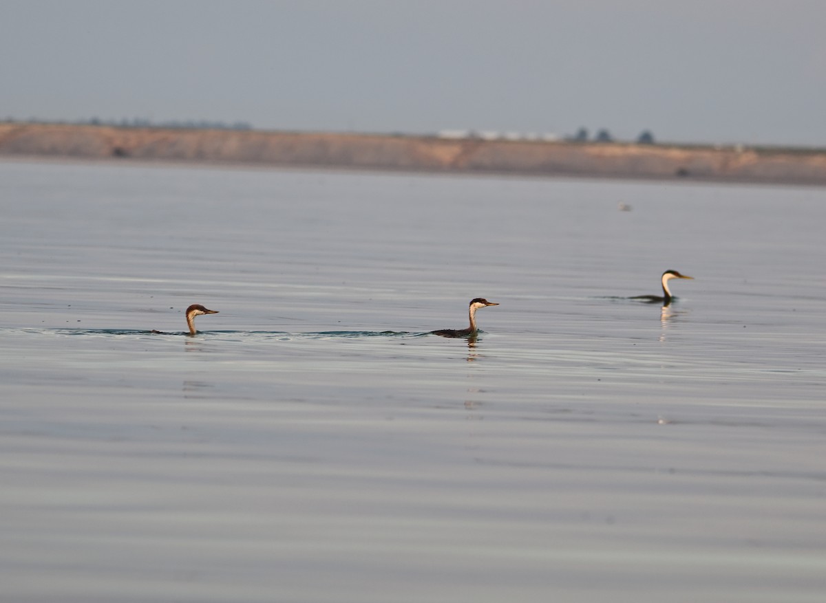 Western Grebe - ML642128528