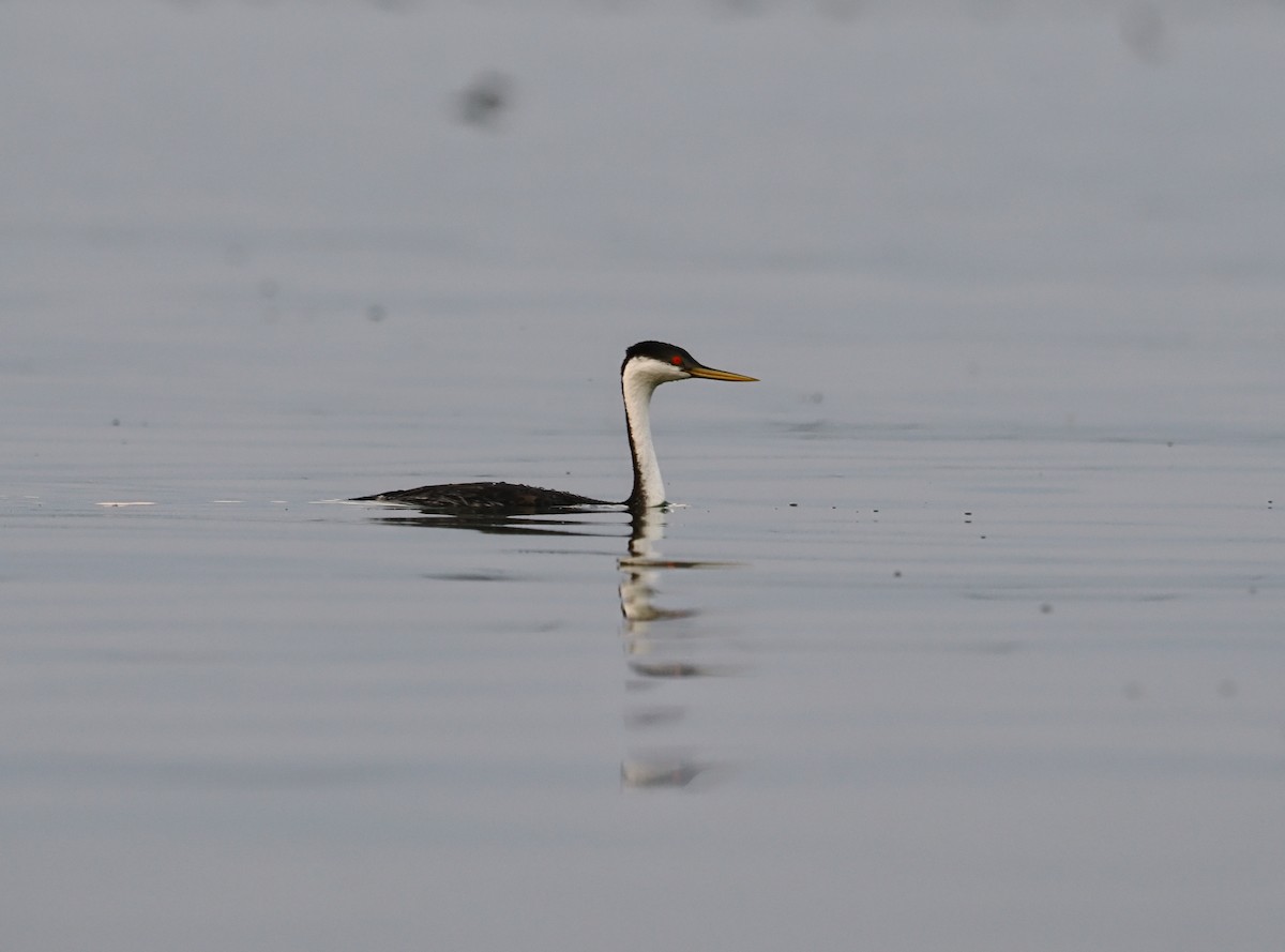 Western Grebe - ML642128529