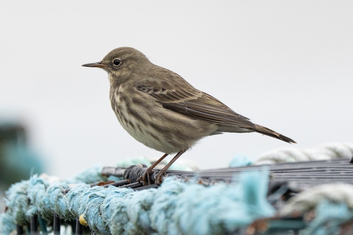 Rock Pipit - ML642128533