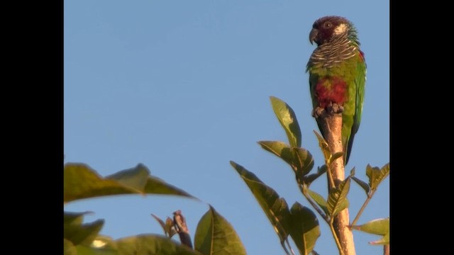 Gray-breasted Parakeet - ML642128543