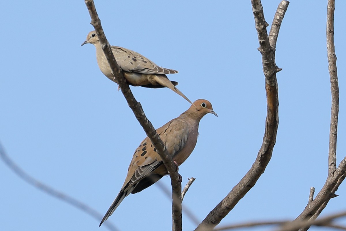 Mourning Dove - ML642128568