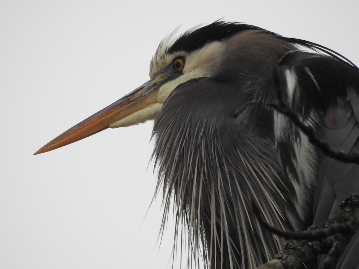 Great Blue Heron - ML642128575