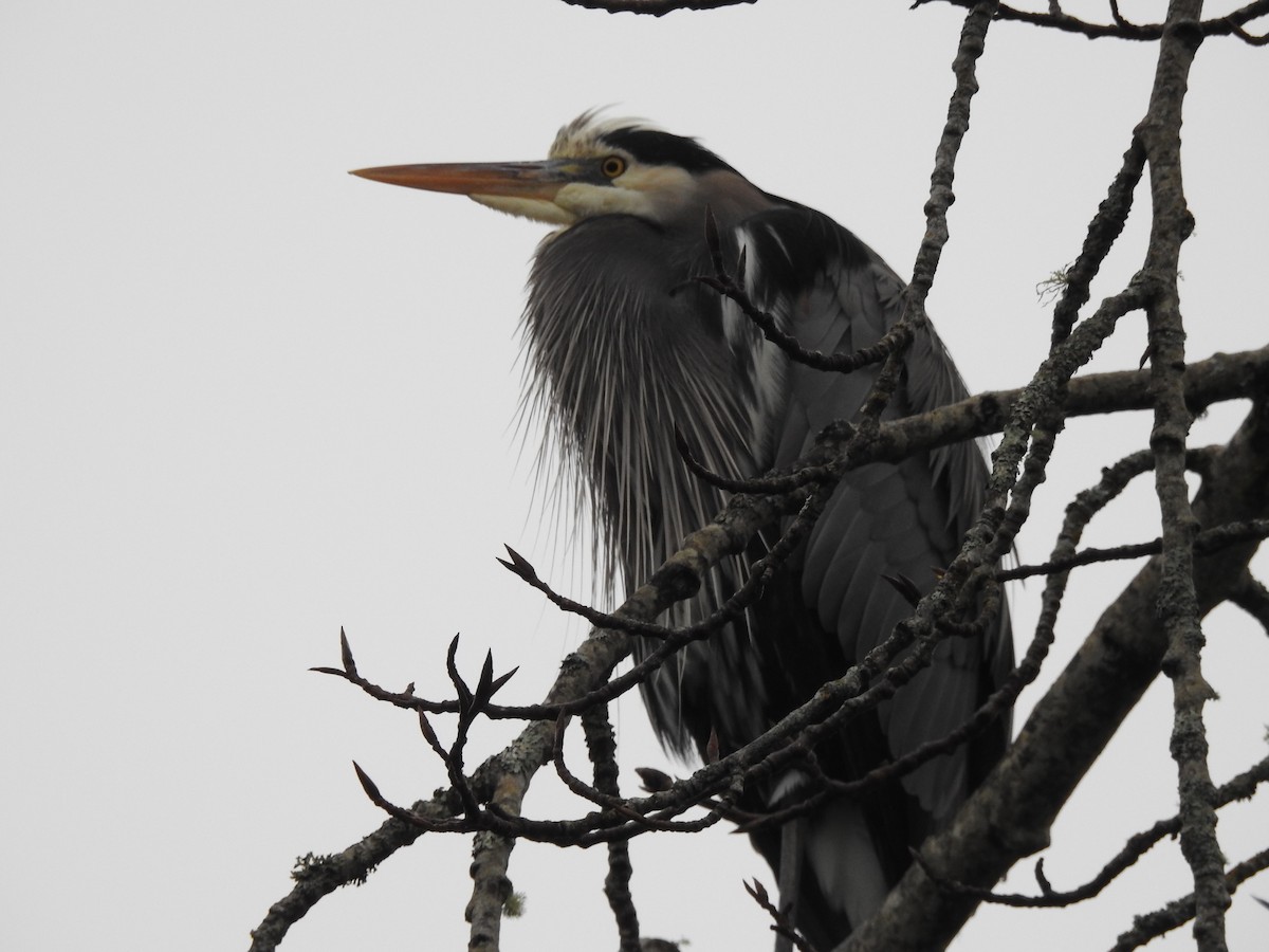 Great Blue Heron - ML642128582