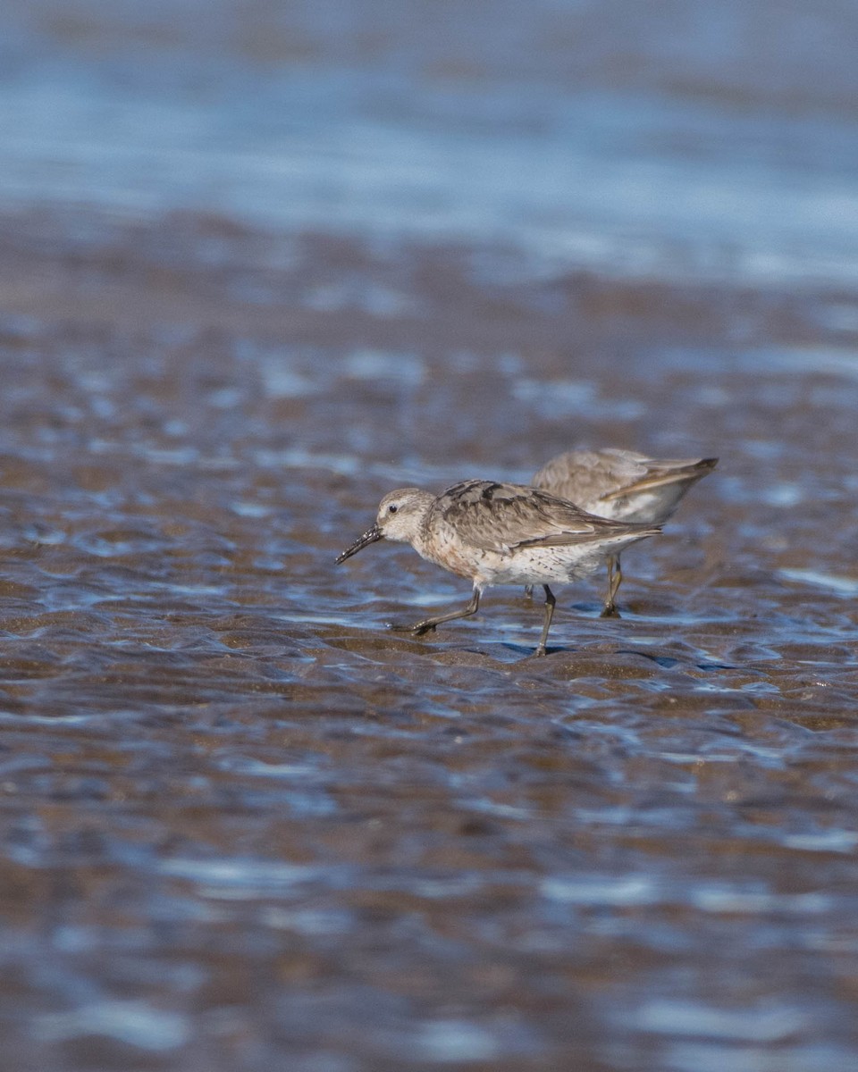 Red Knot - ML642128586