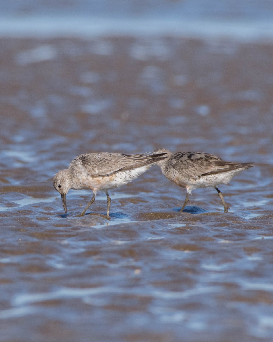 Red Knot - ML642128590