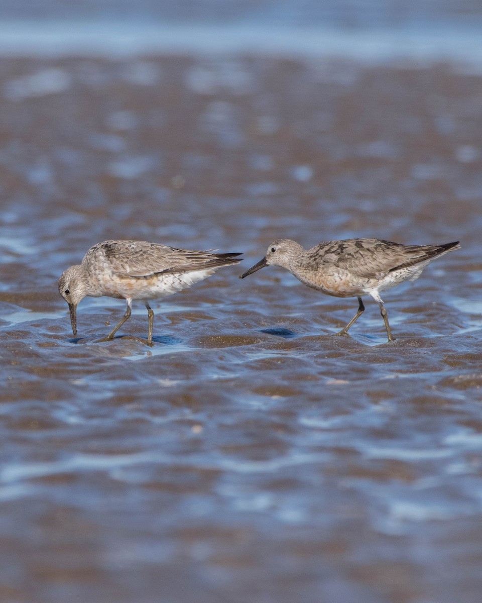 Red Knot - ML642128591