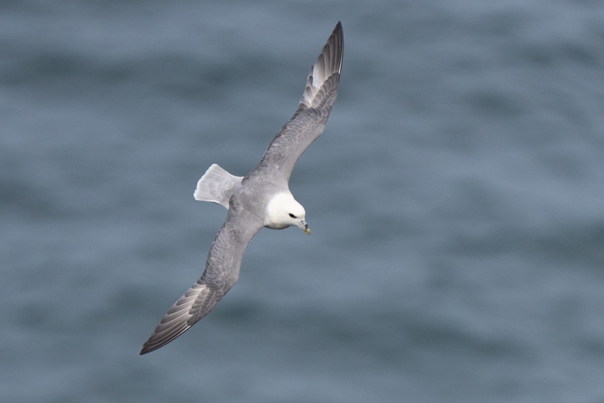 Northern Fulmar - ML642128608
