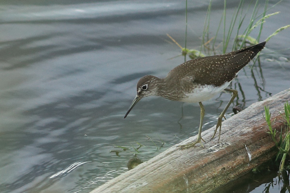 Einsiedelwasserläufer - ML642128612
