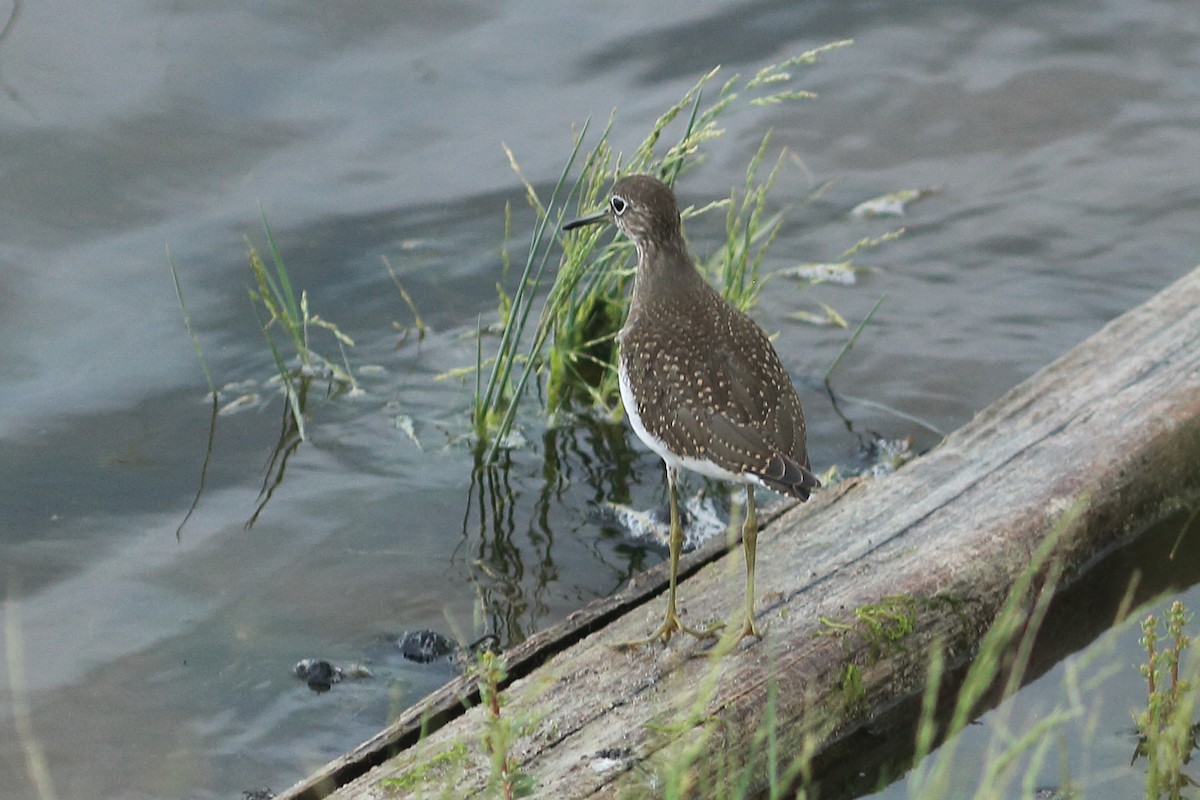 Einsiedelwasserläufer - ML642128613