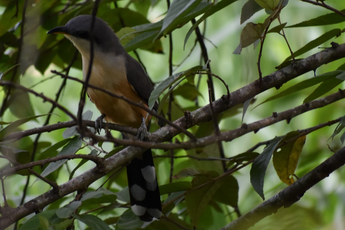 Mangrove Cuckoo - ML642128641