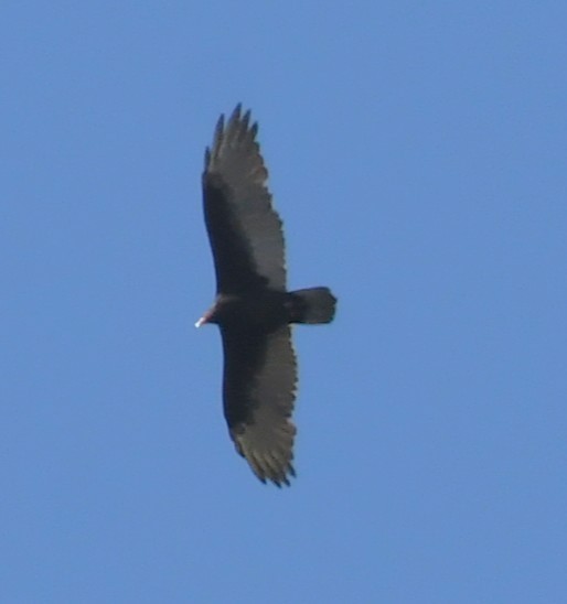 Truthahngeier - ML642128649