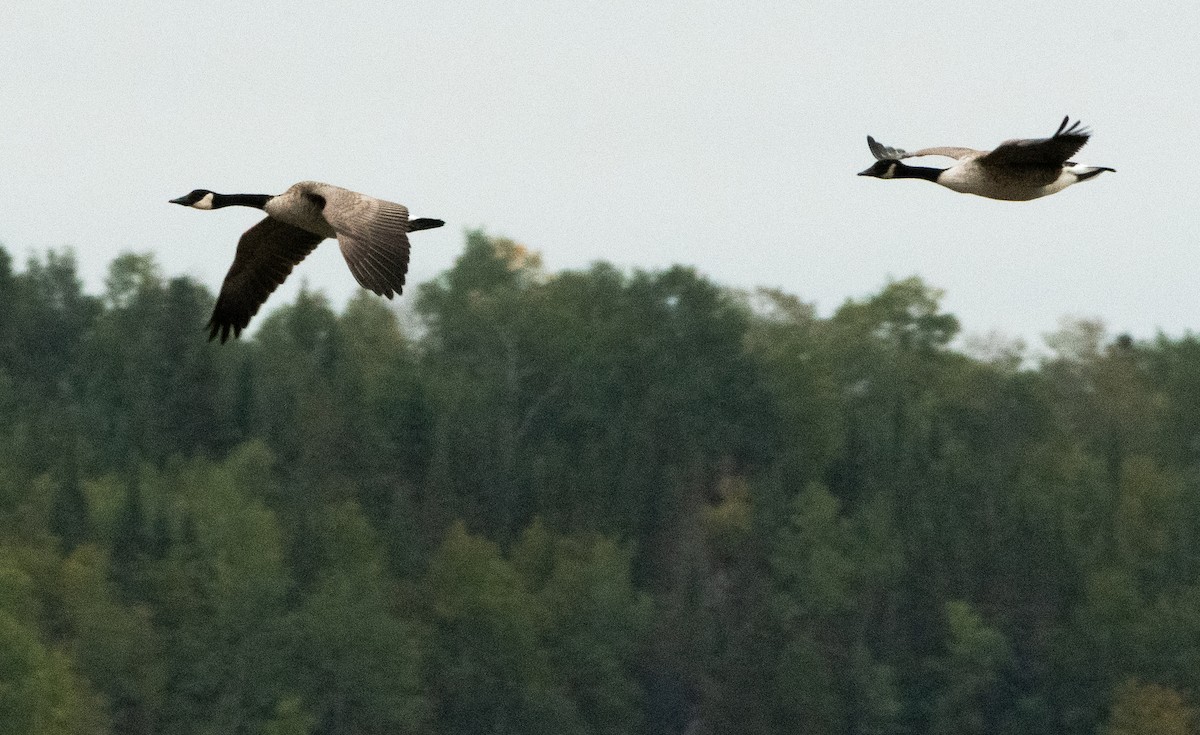 Канад галуу - ML642128660