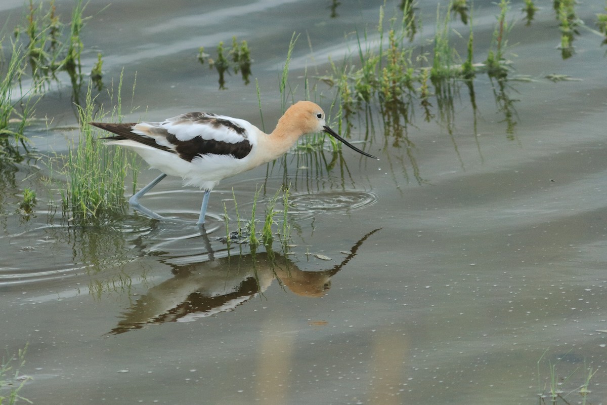 American Avocet - ML642128681