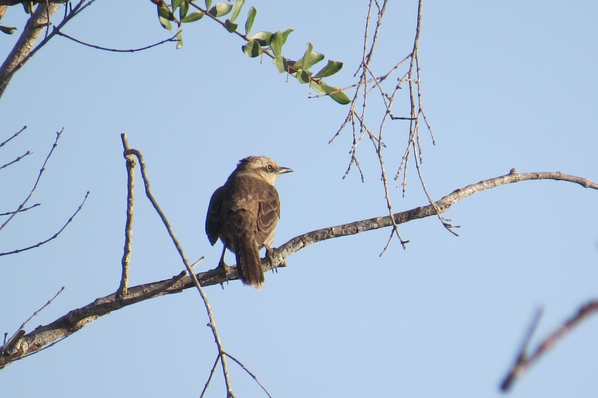 langbrynspottefugl - ML642128684