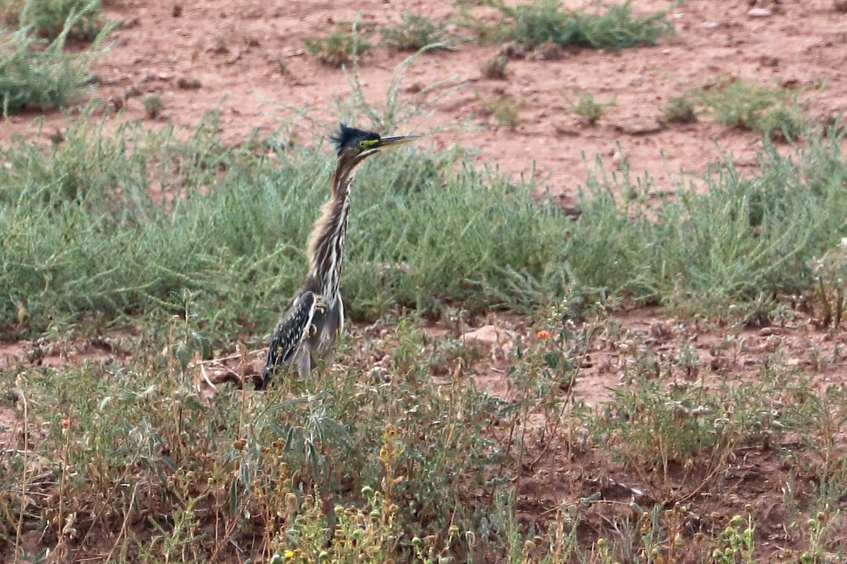 Green Heron - ML642128685