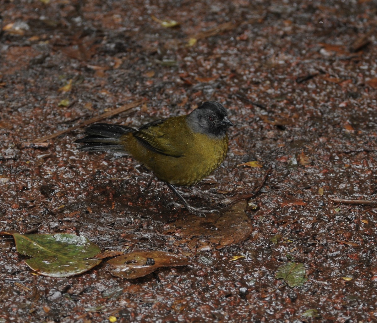 Large-footed Finch - ML642128730