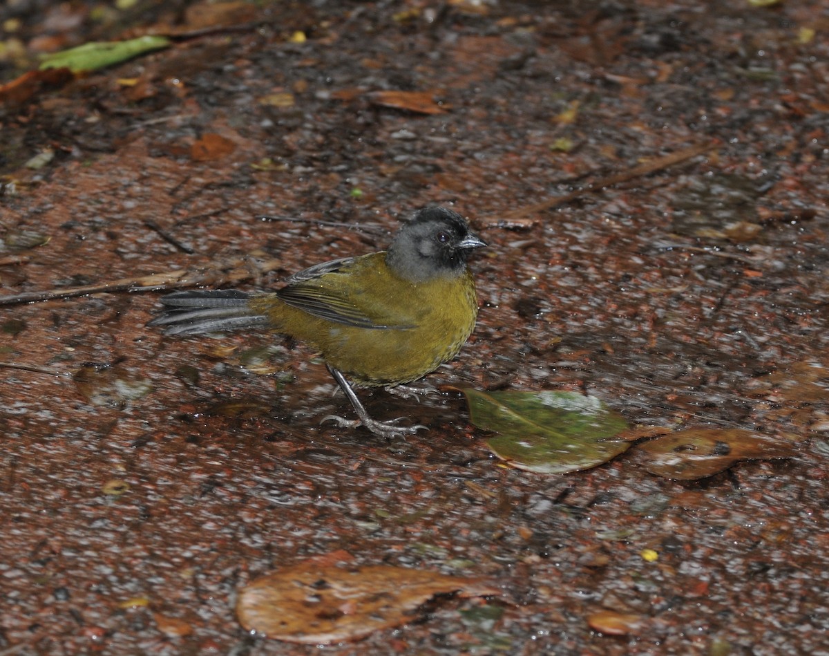 Large-footed Finch - ML642128732
