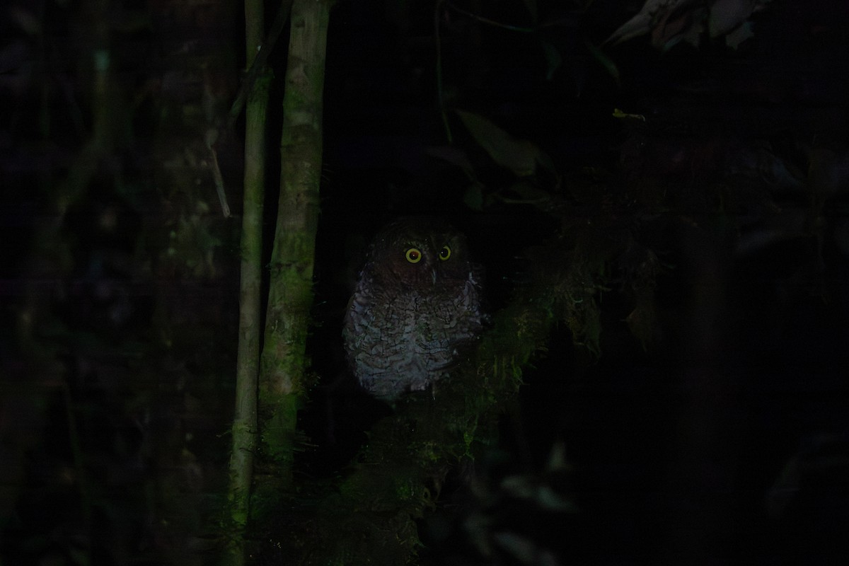 Bare-shanked Screech-Owl - ML642128733
