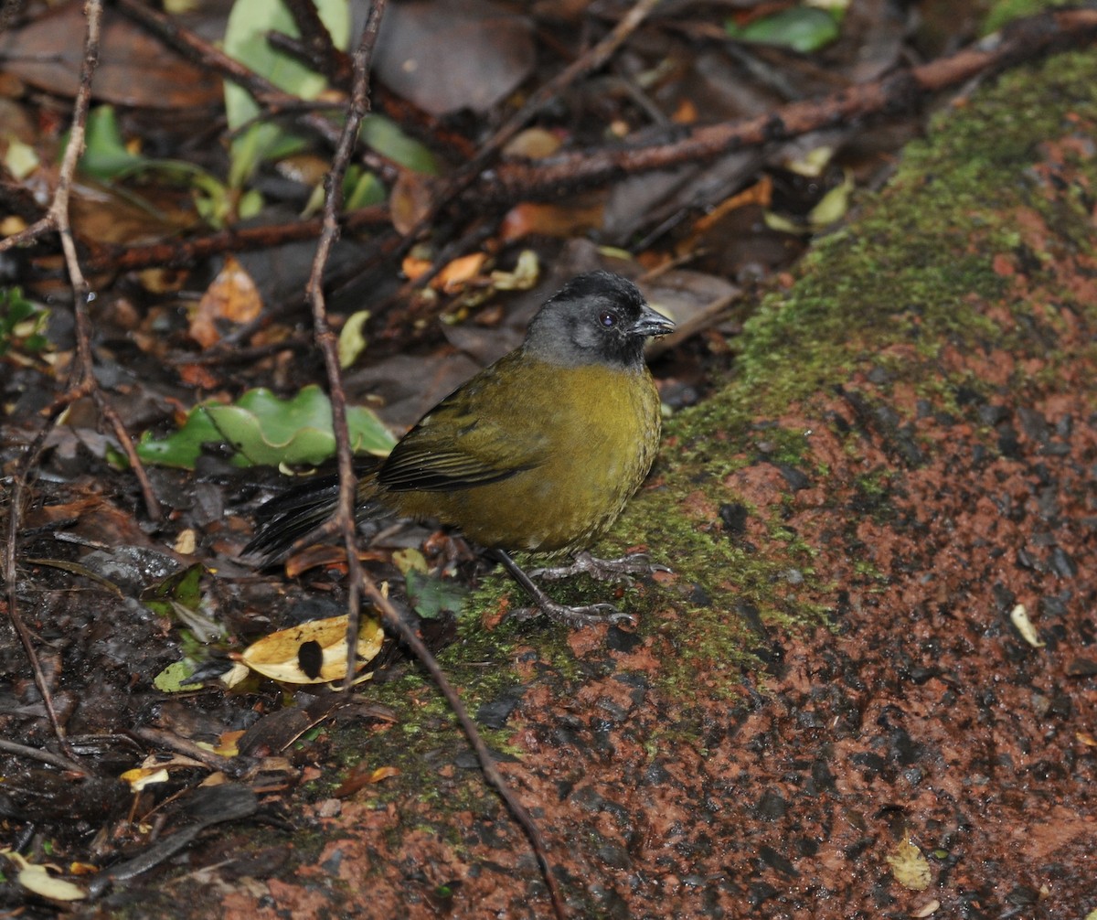 Large-footed Finch - ML642128734