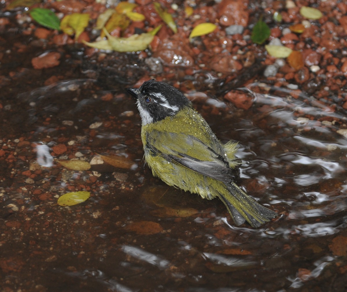 Sooty-capped Chlorospingus - ML642128738