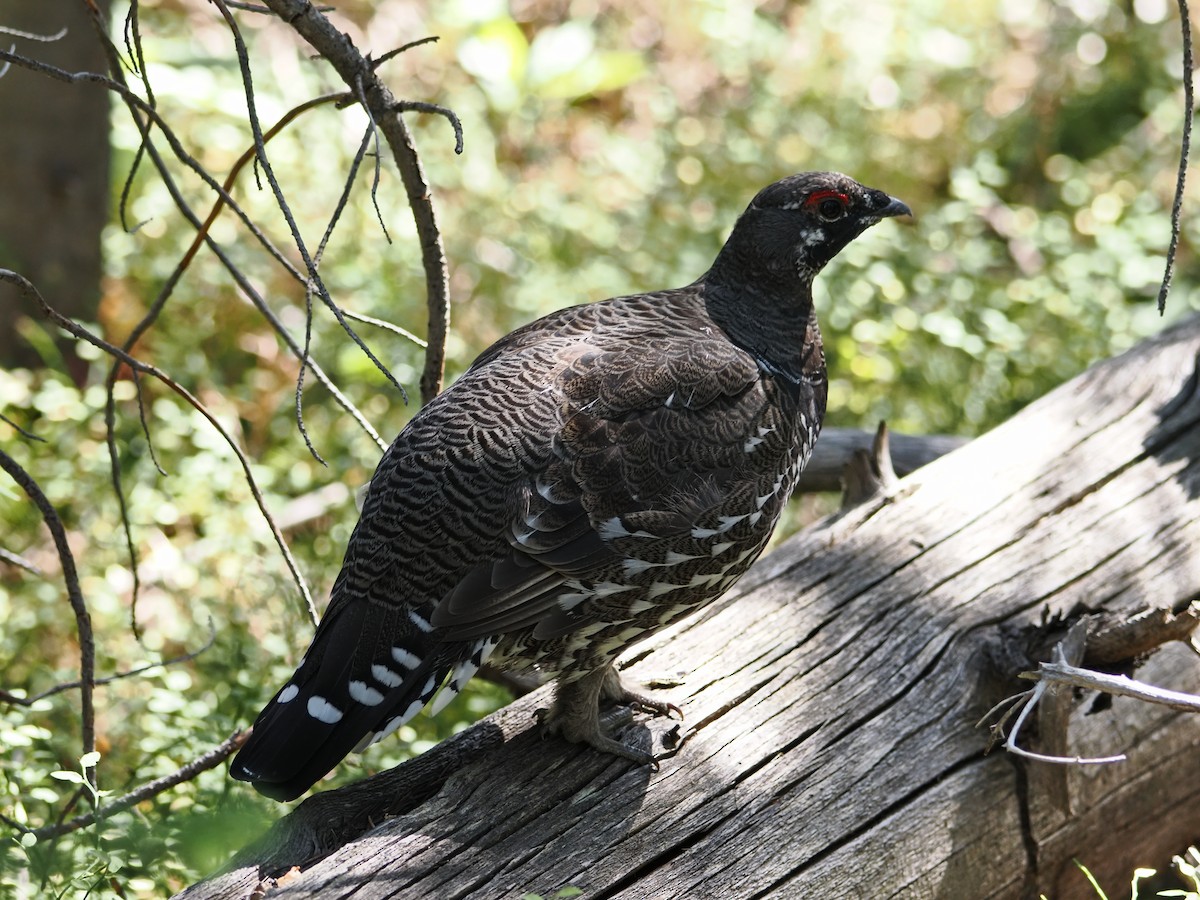 Spruce Grouse - ML642128740