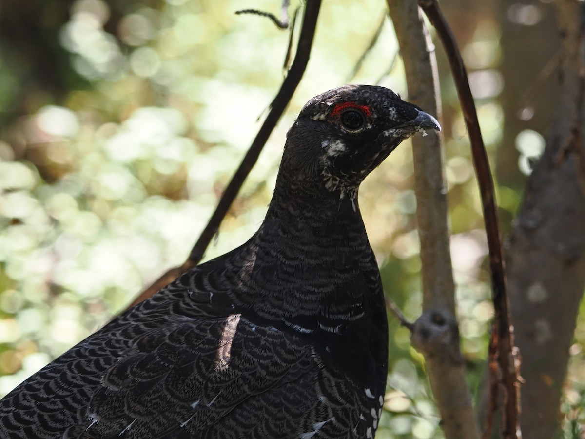 Spruce Grouse - ML642128741