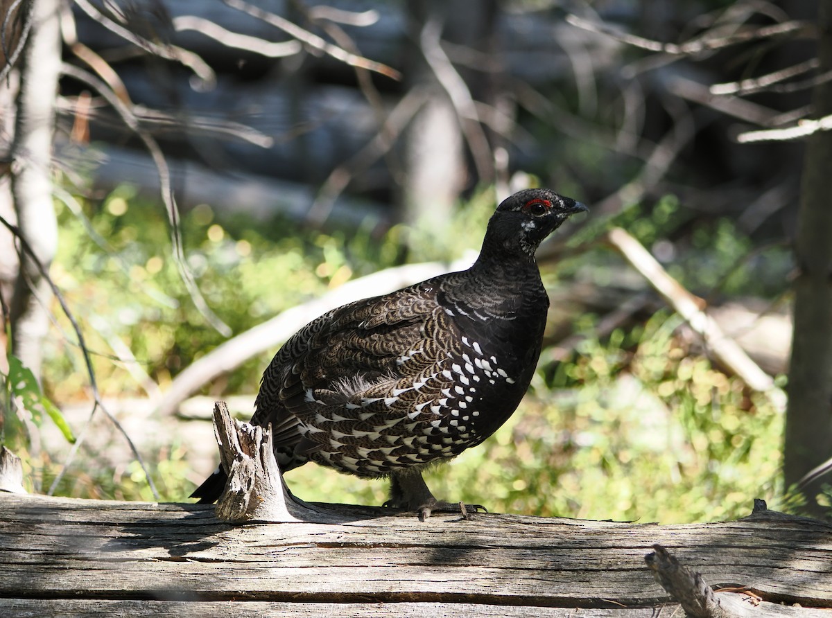 Spruce Grouse - ML642128742