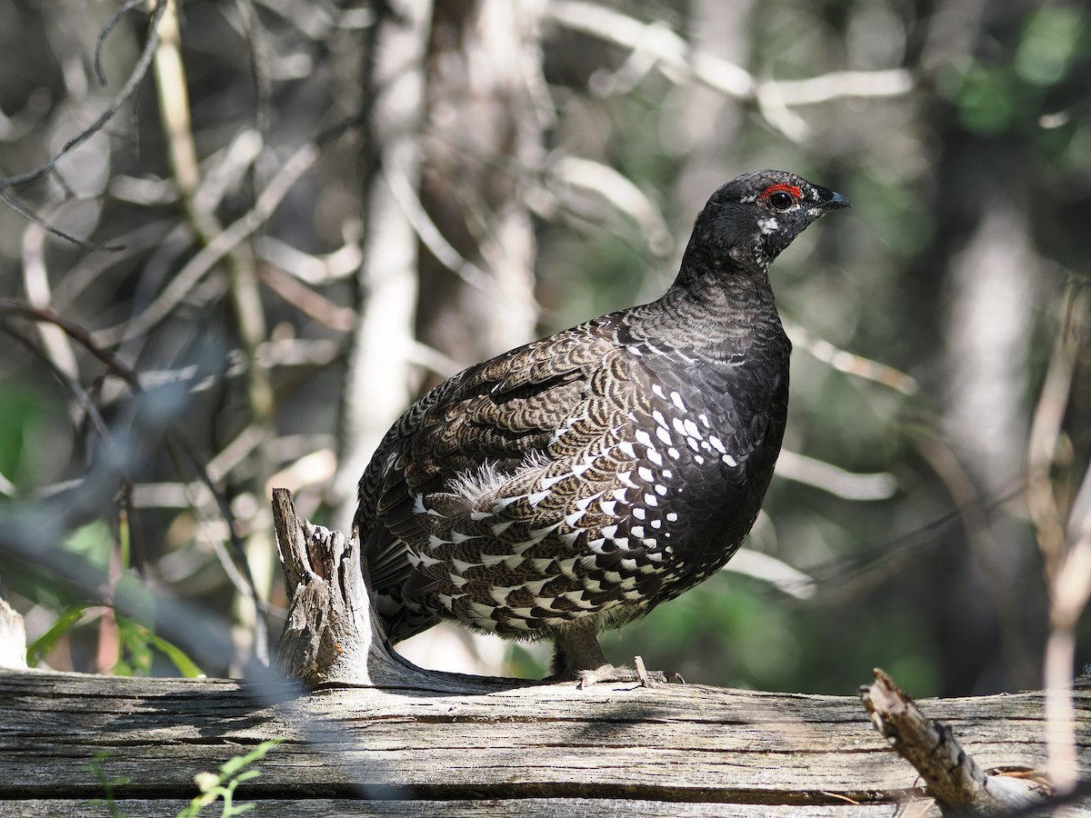 Spruce Grouse - ML642128743