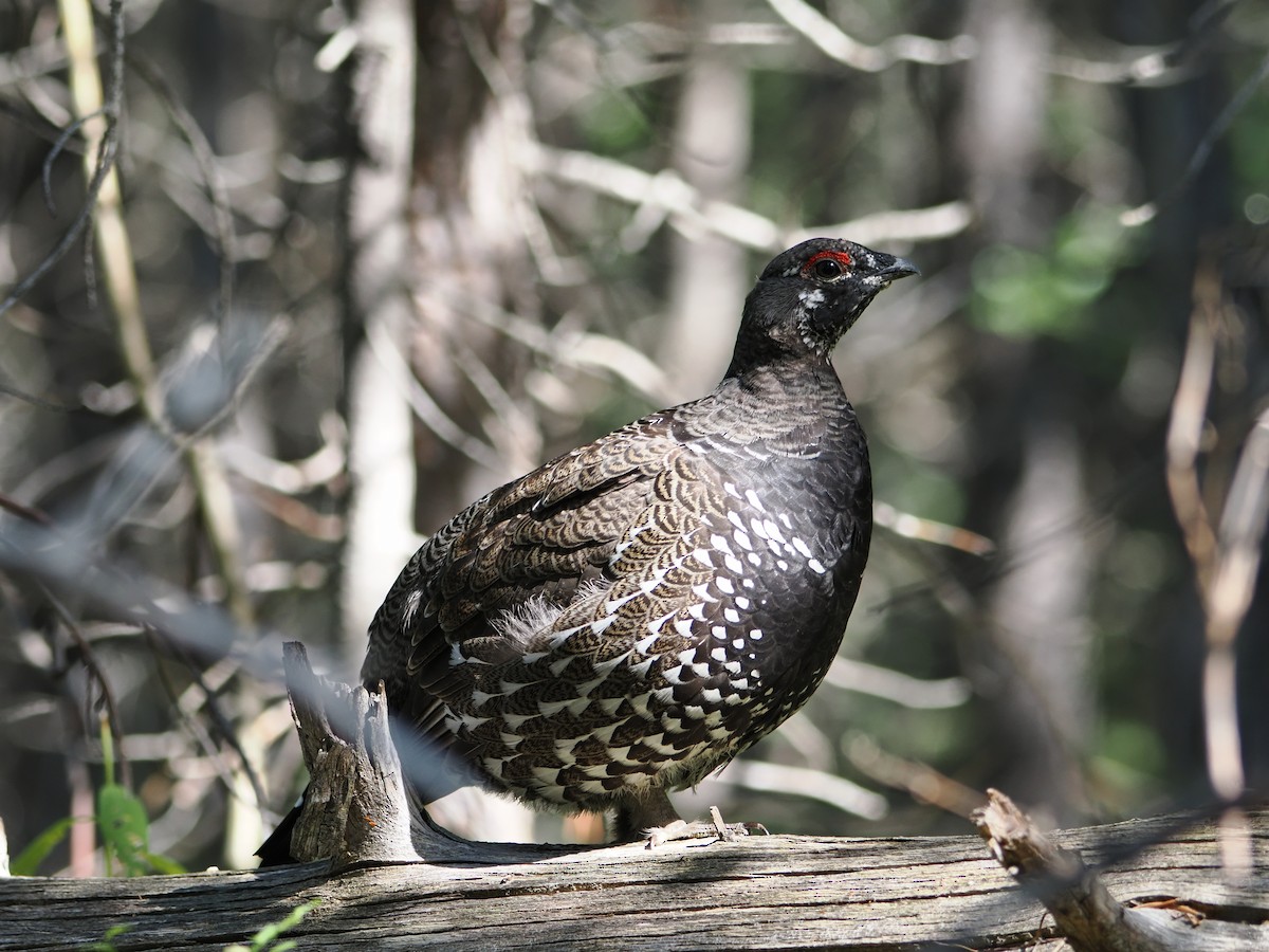 Spruce Grouse - ML642128744