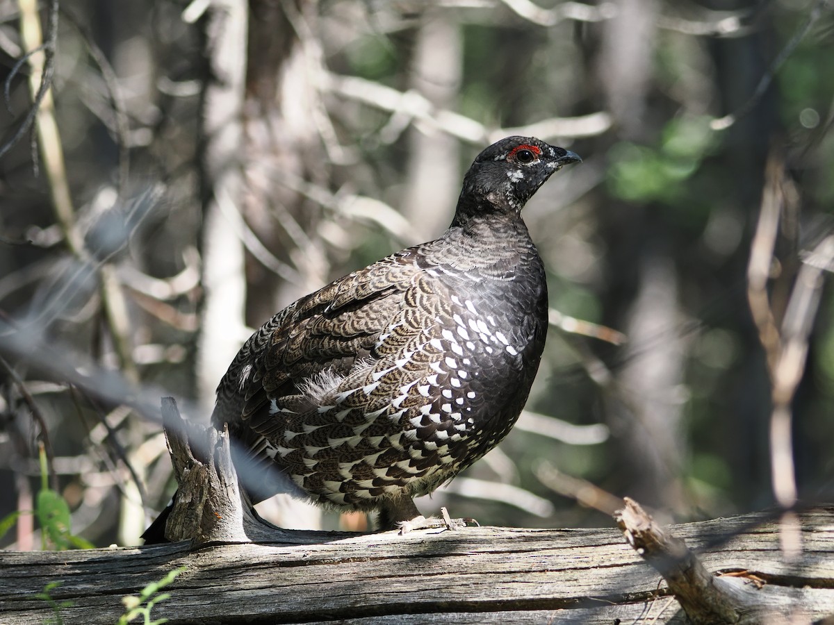 Spruce Grouse - ML642128745