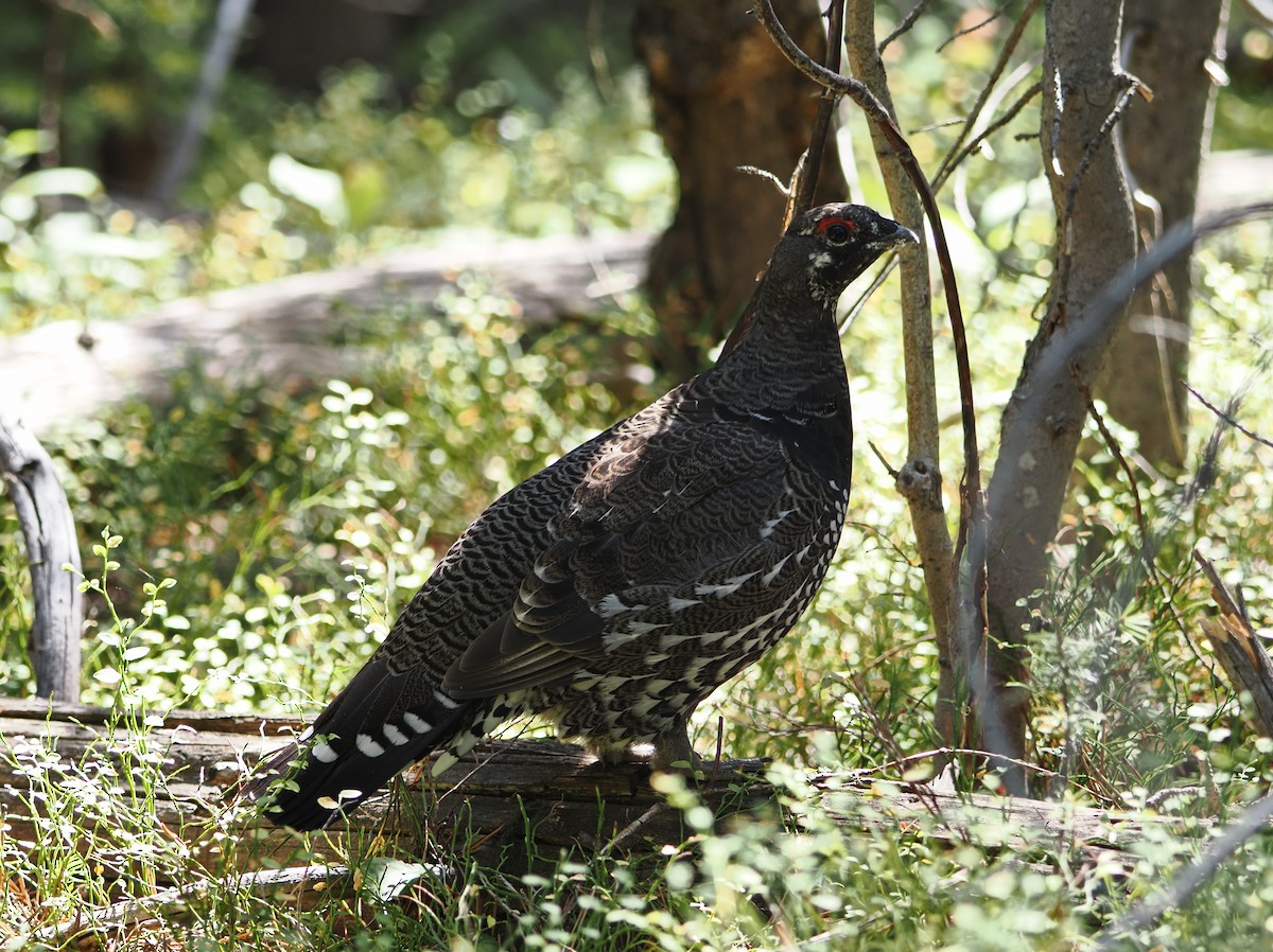 Spruce Grouse - ML642128746