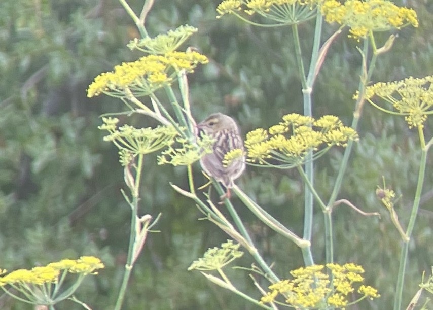 Northern Red Bishop - ML642128758