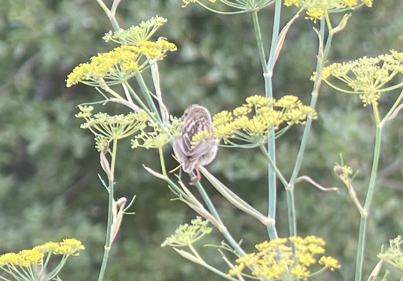Northern Red Bishop - ML642128765
