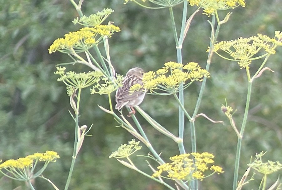 Northern Red Bishop - ML642128766