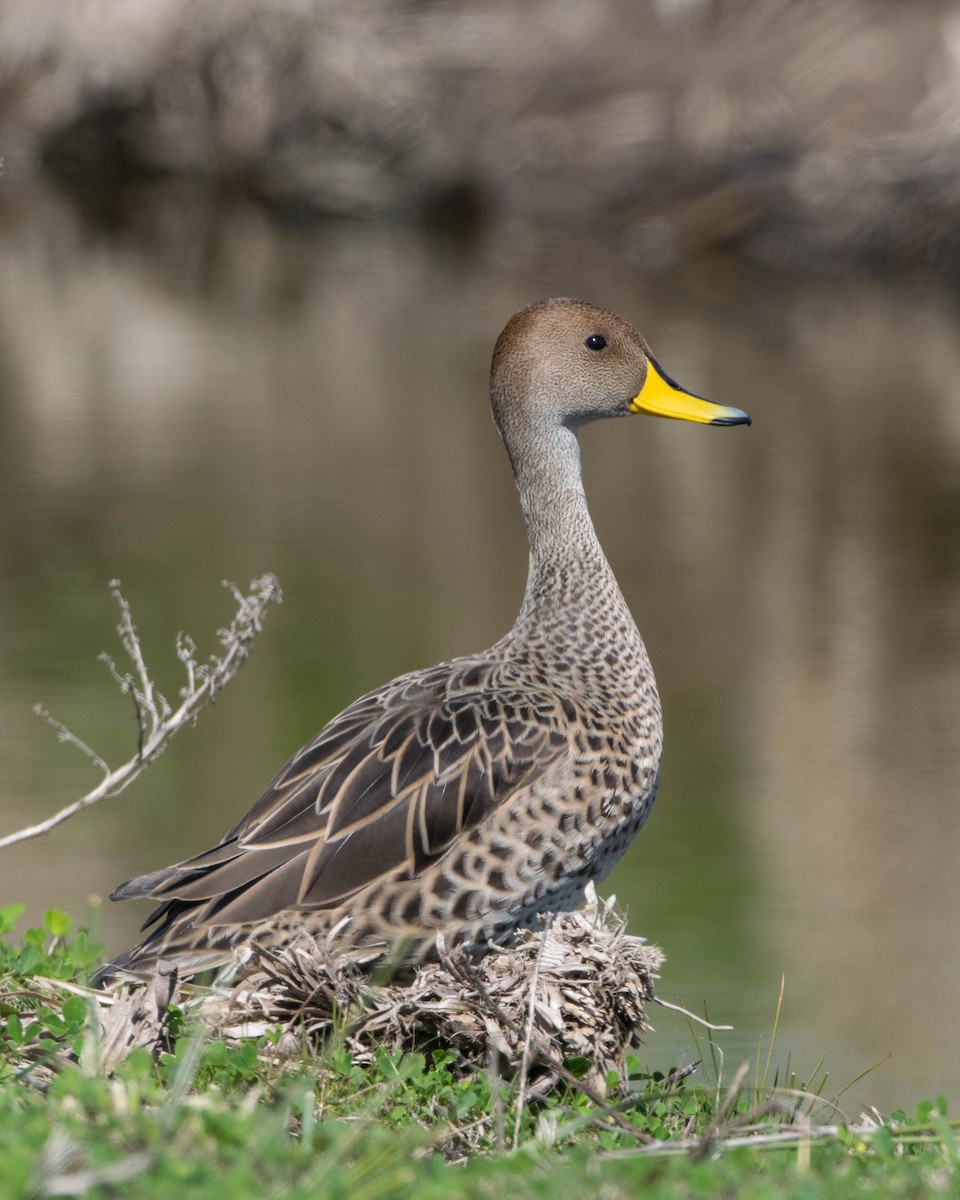 Yellow-billed Pintail - ML642128779