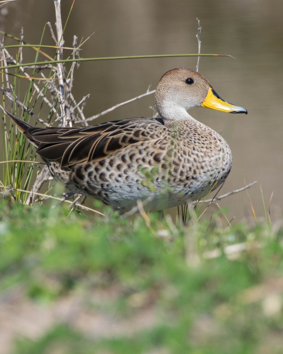 Yellow-billed Pintail - ML642128780
