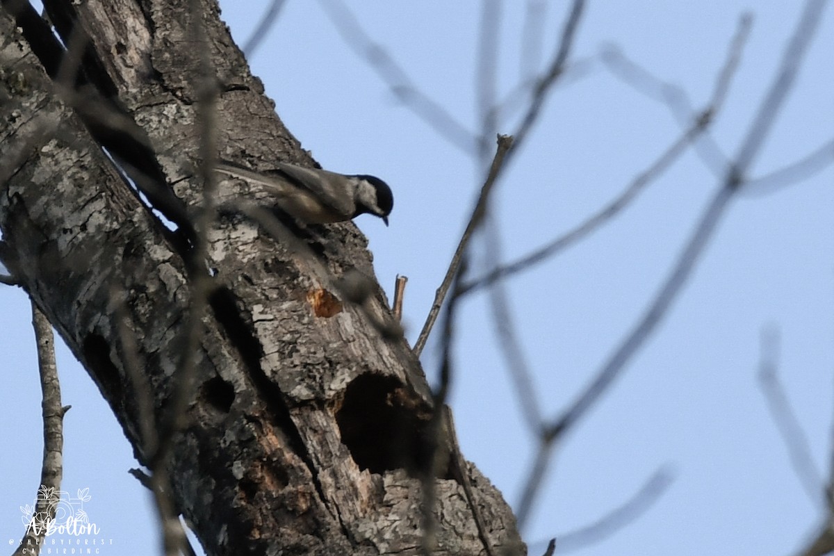 Carolina Chickadee - ML642128793