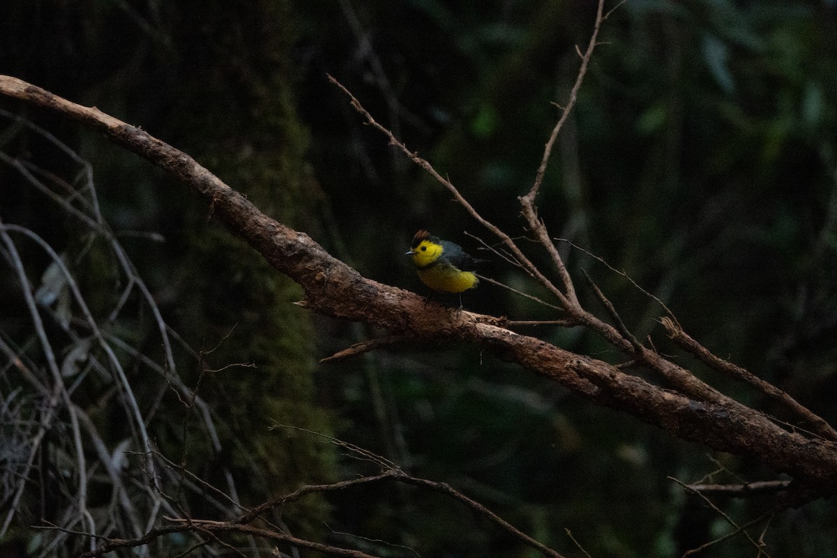 Collared Redstart - ML642128794