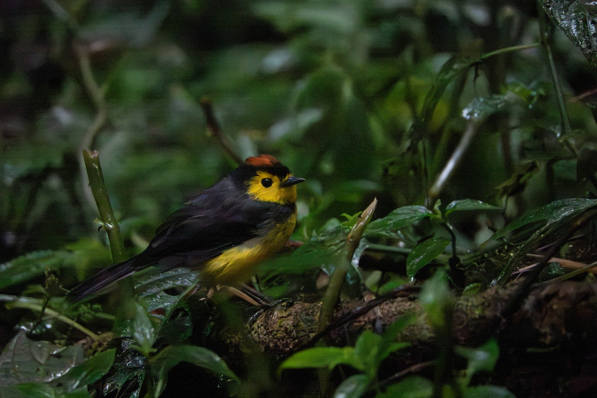 Collared Redstart - ML642128799