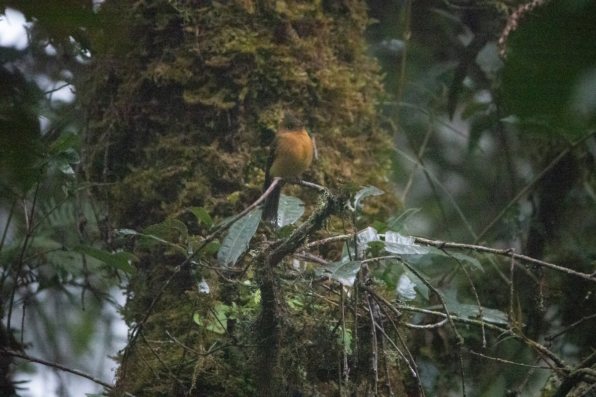 Tufted Flycatcher - ML642128807
