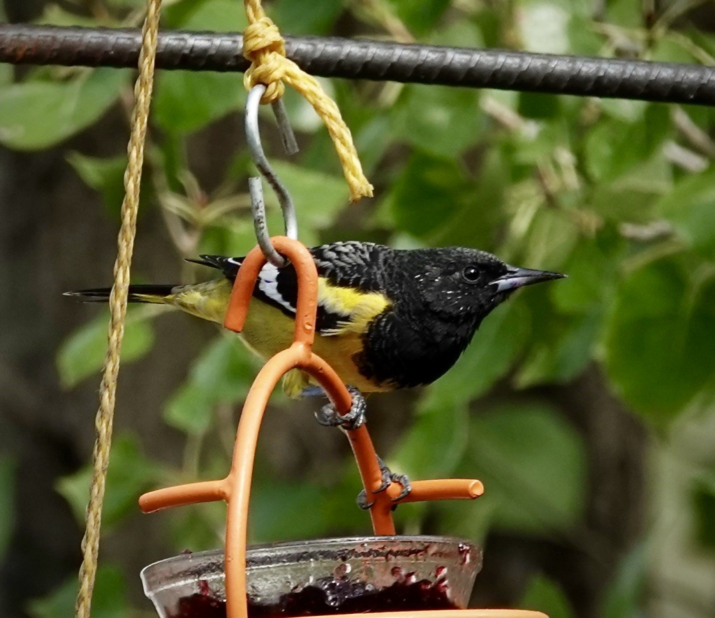 Scott's Oriole - ML642128809