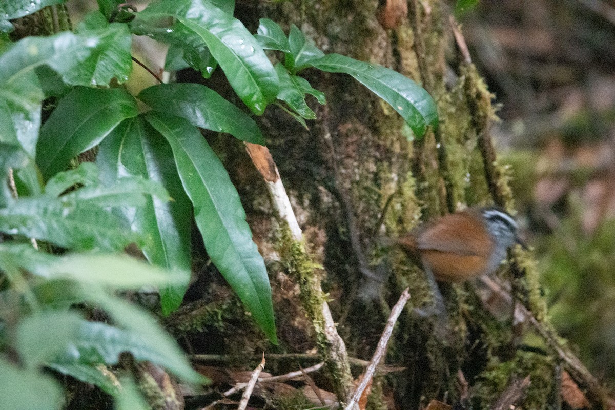 Gray-breasted Wood-Wren - ML642128815