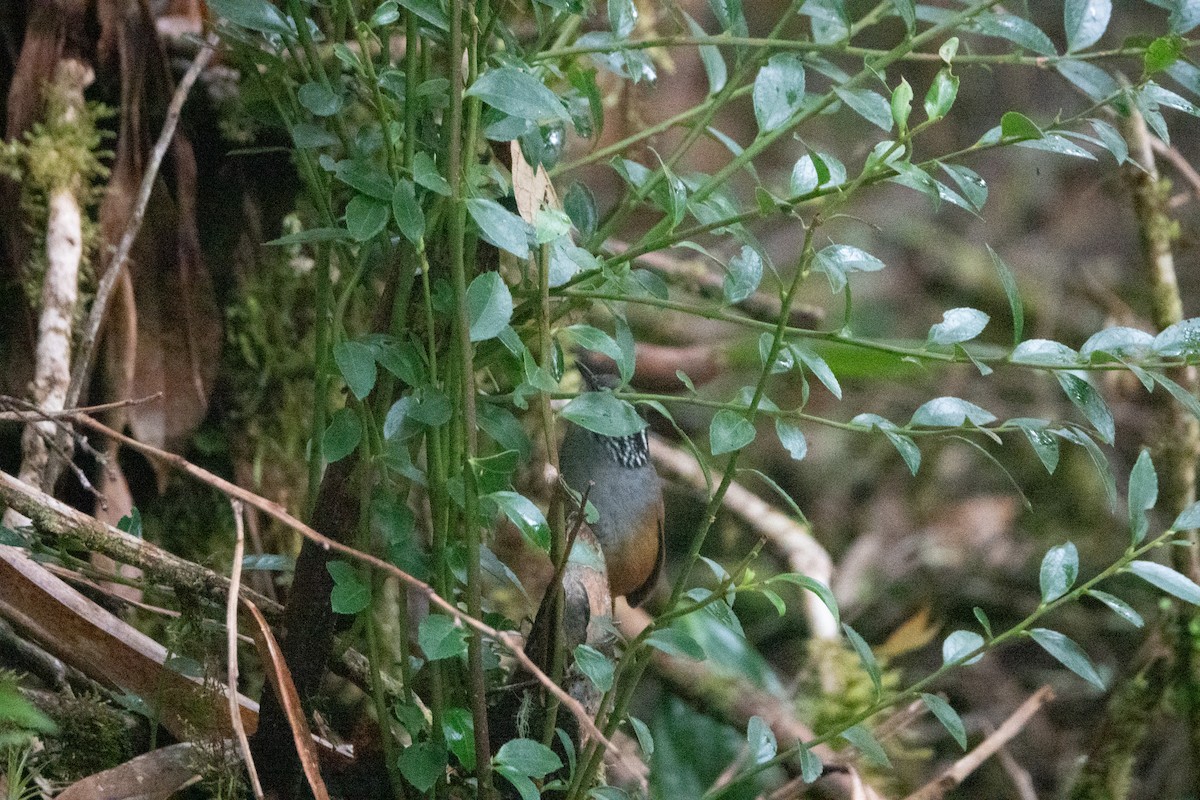 Gray-breasted Wood-Wren - ML642128822