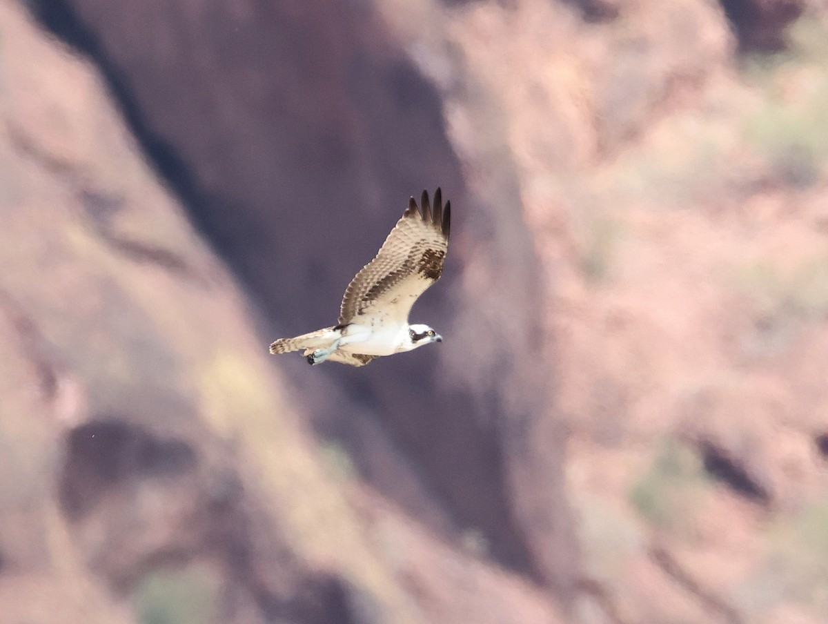 Osprey - ML642128825